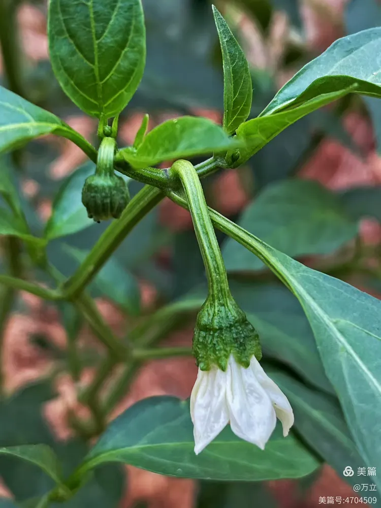 优美含蓄的辣椒花